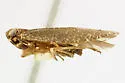 Synecdoche fusca