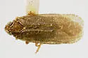 Synecdoche fusca - photo 2