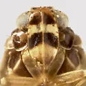 Synecdoche fusca - photo 3