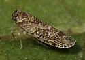 Synecdoche grisea