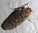 Synecdoche grisea - photo 3