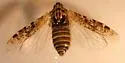 Synecdoche helenae