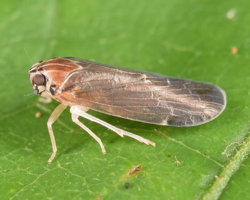Synecdoche impunctata - photo 2