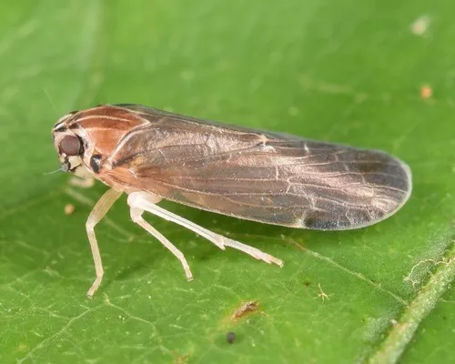 Synecdoche impunctata - photo 3