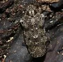Synecdoche irrorata