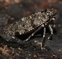 Synecdoche irrorata - photo 3