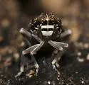 Synecdoche irrorata - photo 4
