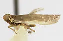 Synecdoche necopina