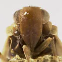 Synecdoche necopina - photo 3
