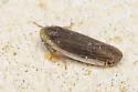 Synecdoche necopina - photo 4