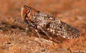 Synecdoche nemoralis