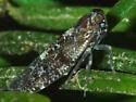 Synecdoche nemoralis - photo 2