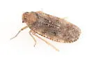 Synecdoche nemoralis - photo 3