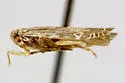 Synecdoche nervata