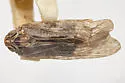 Synecdoche tricolor - photo 2