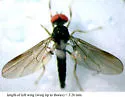 Syneches ater