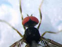 Syneches ater - photo 2