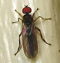 Syneches debilis