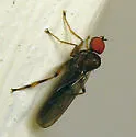 Syneches debilis - photo 2