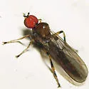 Syneches debilis - photo 3
