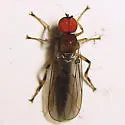 Syneches debilis - photo 4
