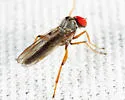 Syneches hyalinus