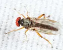 Syneches hyalinus - photo 2