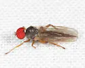 Syneches hyalinus - photo 3