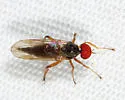 Syneches hyalinus - photo 4