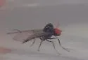 Syneches pusillus