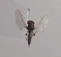 Syneches pusillus - photo 3