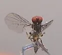 Syneches pusillus - photo 4