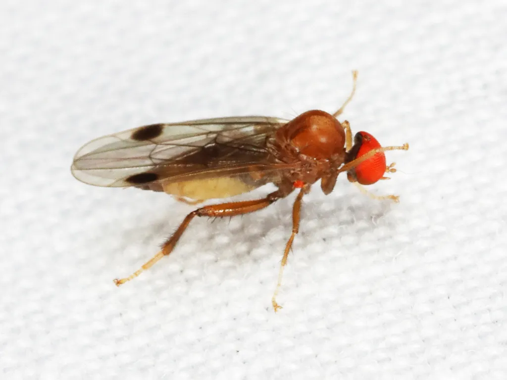 Syneches rufus