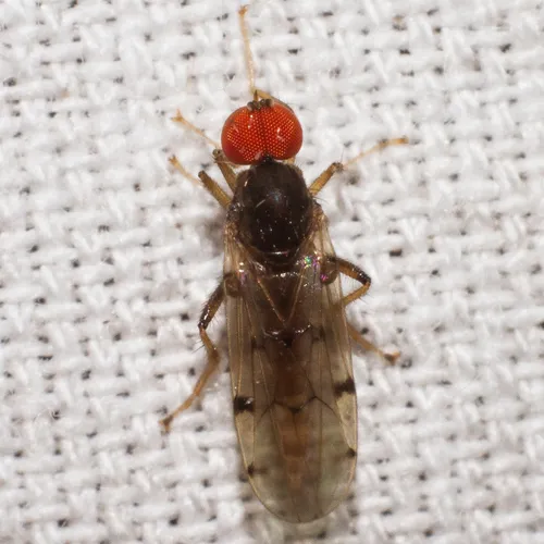 Syneches simplex