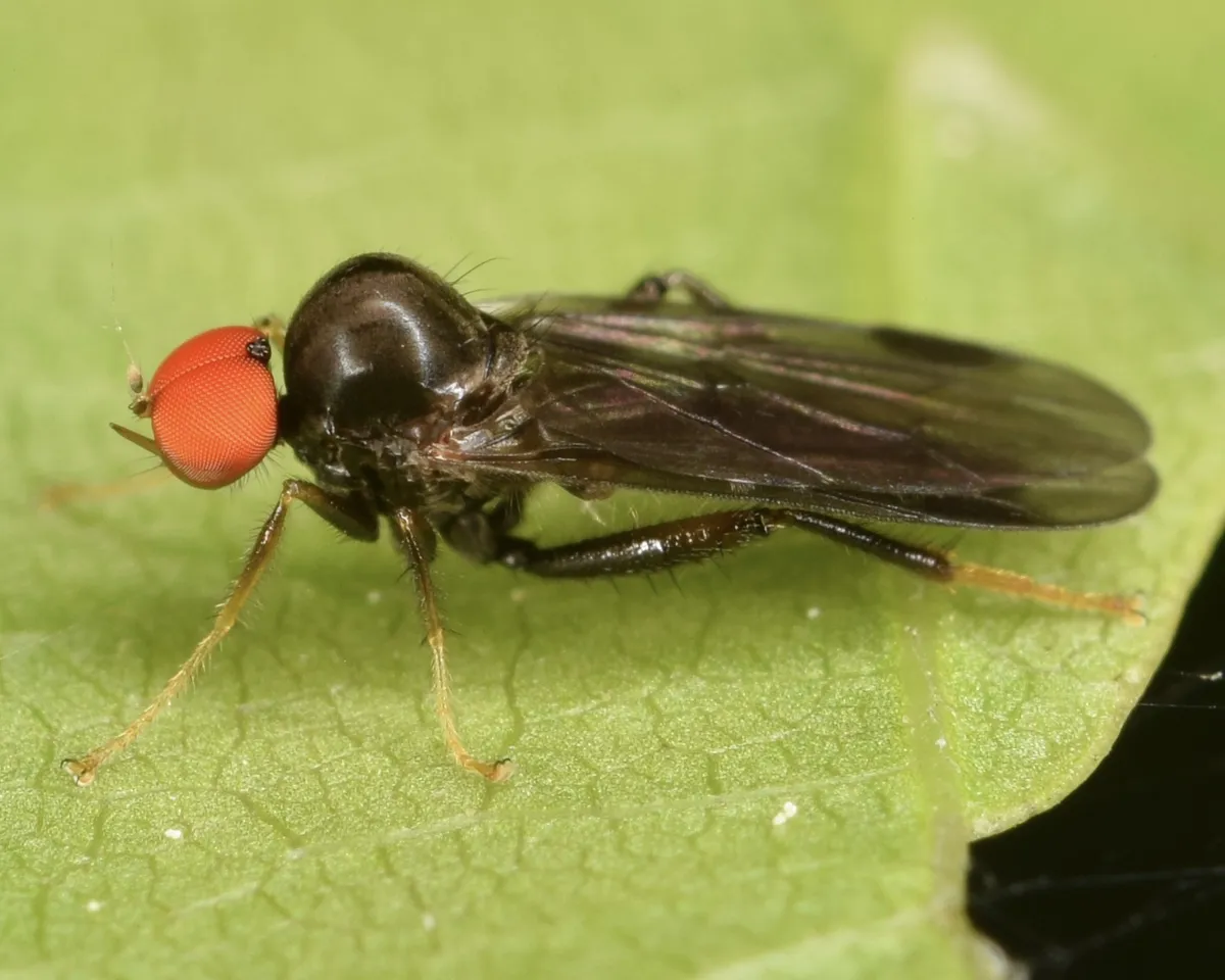 Syneches thoracicus