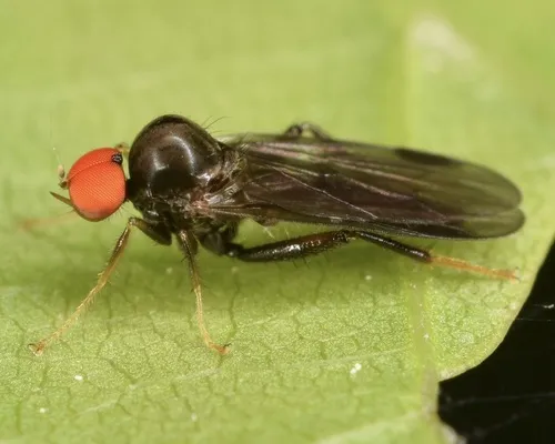 Syneches thoracicus - photo 3