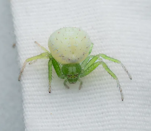 Synema viridans
