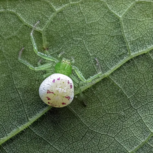 Synema viridans - photo 2