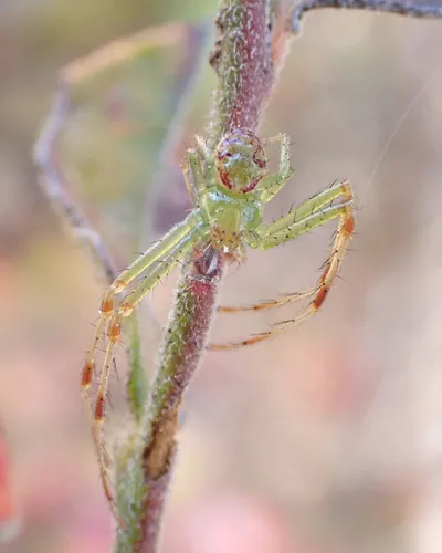 Synema viridans - photo 3