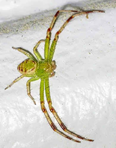 Synema viridans - photo 4