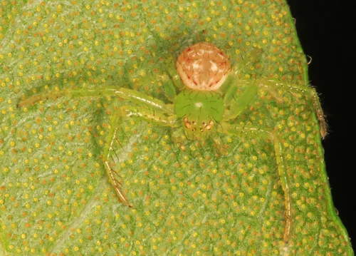 Synema viridans - photo 5
