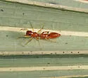 Synemosyna petrunkevitchi - photo 3