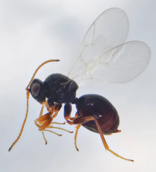 Synergus gallaepomiformis