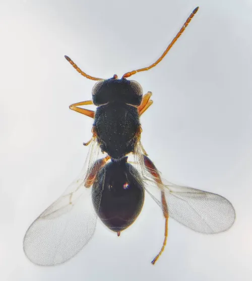 Synergus gallaepomiformis - photo 2