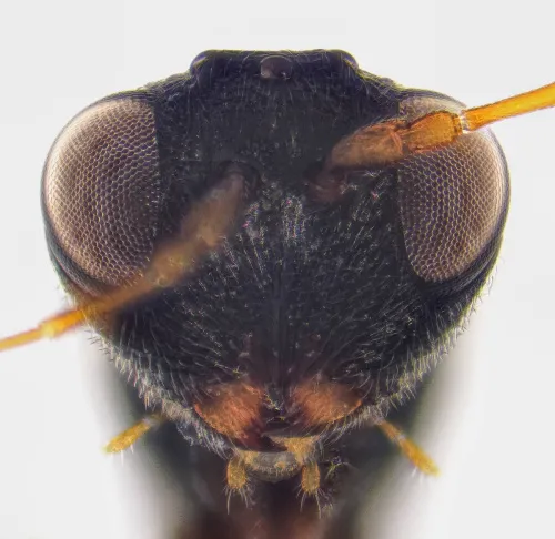 Synergus gallaepomiformis - photo 3