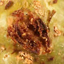 Synergus lignicola - photo 2