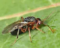 Synergus lignicola - photo 3