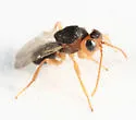 Synergus lignicola - photo 4