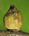Synergus lignicola - photo 5