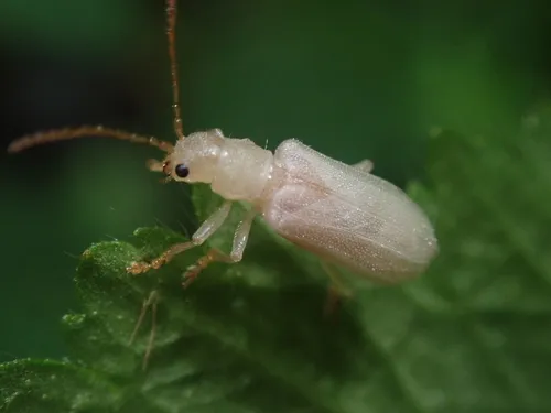 Western Fruit Beetle - photo 2